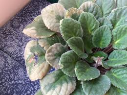 Check spelling or type a new query. Ask A Question Forum African Violet Leaves Discoloration Garden Org