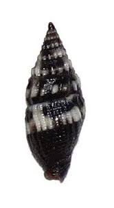 Image result for Mitrasacmopsis