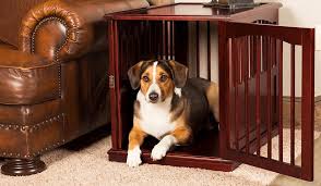 You might also want to try putting a chew toy in his crate at bedtime as well. Crate Training Your Dog Made Easy