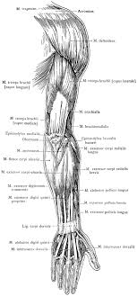 Abducts the ulna when the arm is pronating (rotating forearm medially), helps triceps brachii extend forearm b. Posterior View Of The Superficial Muscles Of The Arm Clipart Etc