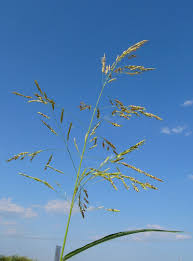 Image result for Sorghastrum fuscescens