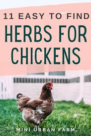 Maybe you would like to learn more about one of these? 11 Best Herbs For Chickens To Keep Your Flock Healthy Mini Urban Farm