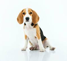 30,000+ cute dog images & pictures. Dog Images Free Hd Backgrounds Pngs Vectors Illustrations Rawpixel