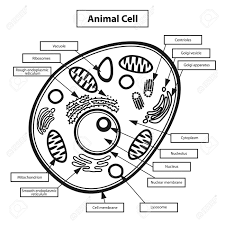 We did not find results for: Animal Cell Illustration Royalty Free Cliparts Vectors And Stock Illustration Image 96683170