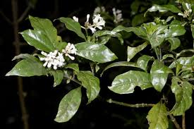 Image result for Chassalia parvifolia
