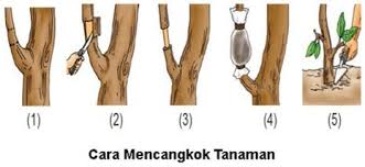 Maybe you would like to learn more about one of these? Perkembangbiakan Vegetatif Buatan Kependidikan Com