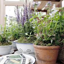 Free plants and flowers near me. How To Get Free Plants For Your Garden