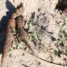 Image result for Talinum crispatulum