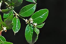 Image result for Cassinopsis ilicifolia