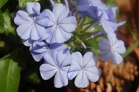 Ceylon pig is a perennial herbaceous plant or shrub of the piglet or. How To Care For Blue Plumbago Plant Easy Caring Tips