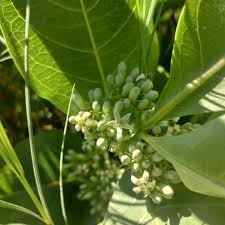 Image result for Chlorophytum subpetiolatum