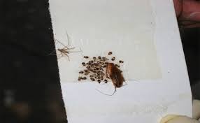 Forensic entomology is broken down into three different areas: Forensic Entomology Where Insects Meet The Law