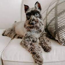 We did not find results for: This Is Shiloh Our 8 Year Old Curly Haired Miniature Schauzer And Husband To Our Little Old Lady Bella Do I Have Any Dog People In Here And By Dog People I