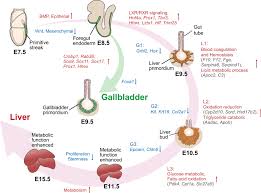 Diagram human body liver, diagram human colon, diagram human digestive system, diagram human heart, diagram human kidney, diagram human lungs, diagram human stomach, structure of human liver, inner body, diagram human body liver, diagram human colon, diagram human digestive system, diagram human. Dynamic Transcriptome Of Liver And Gallbladder Development From The Download Scientific Diagram