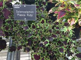 Image result for Coleus stenostachys