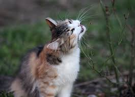 Votre Chat Peut Il Manger Du Pain Chat Repar