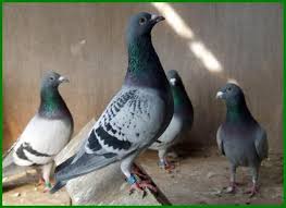 Burung kenari, sering sekali kita menjumpainya. Hewan Peliharaan Yang Murah Untuk Teman Di Rumah Daftarhewan Com Hewan Peliharaan Hewan Binatang
