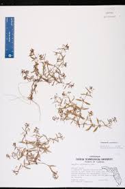 Image result for Oldenlandia angolensis