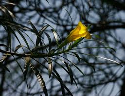 Image result for Cascabela