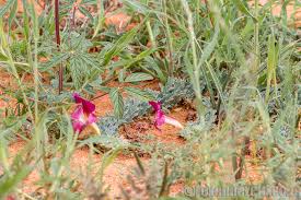 Image result for Hermbstaedtia fleckii