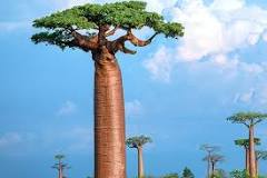 ACEITE DE BAOBAB (Baobab oil)
