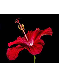 Dhgate.com provide a large selection of promotional hibiscus flower seeds on sale at cheap price and excellent crafts. Hibiscus Fleur Carcade Purchase Infusion Use And Recipe Herbal Teas Bag Of 50g