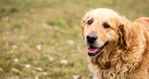 12 Ways To Have A Happy Senior Dog Senior Dog Best Dog Toys Dogs