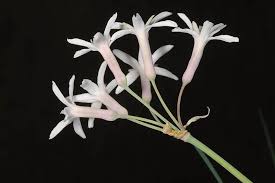Image result for Tulbaghia cameronii