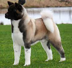 The two types did not diverge until after world war ii. American Akita Romania Facebook
