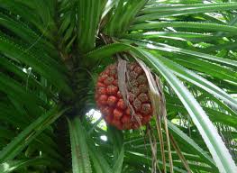 Image result for Pandanus odoratissimus