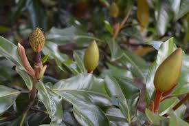Botanischer Garten Dusseldorf
