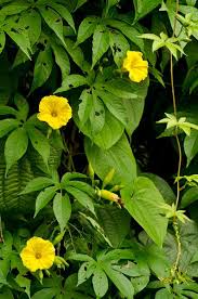 Image result for Merremia tuberosa