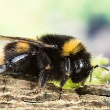 10 Animals With Real Superpowers That Would Make Superheroes Jealous Animals Unusual Animals Super Powers