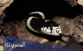 والآن بعد أن تعرفوا على علامات وجود اثار تحت الارض. Anmq 6emgg4uxm