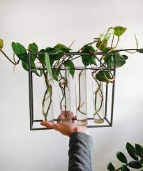 The multiplication of this plant is traditionally from rhizomes, which are also a source of. How To Do Water Propagation Fieldnotes By Studioplants