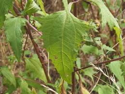 Image result for Sigesbeckia