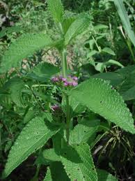 Image result for Lantana ukambensis