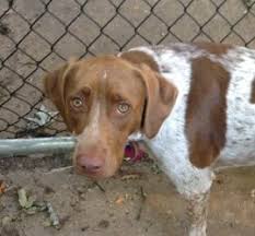 Adopt Della On Petfinder German Shorthaired Pointer Dog German Shorthaired Pointer Brittany Spaniel