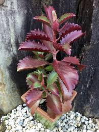 Image result for Kalanchoe brachyloba