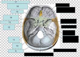 Department of anatomy, manipal university, centre for basic sciences, kasturba medical college, bejai purpose: Anatomy Skull Sphenoid Bone Foramen Magnum Skull Angle Head Anatomy Png Klipartz