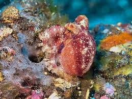 Image result for Platostoma strictum