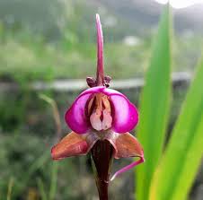 Image result for Disperis