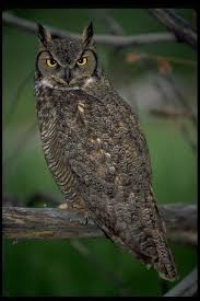 Bird That Sounds Like An Owl Great Horned Owl Bubo Virginianus Photo By Don Baccus The Largest Native Owl We Have In Missouri Adults Weigh Abou Horned Owl Great Horned Owl Owl Photos
