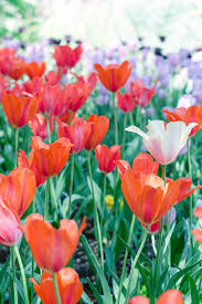 They can thrive in a variety of soils and prefer. Beautiful Spring Flowers At Southern California S Descanso Gardens California Flowers When To Plant Tulips Japanese Garden Plants