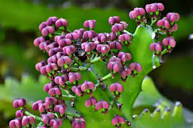 Image result for Bryophyllum