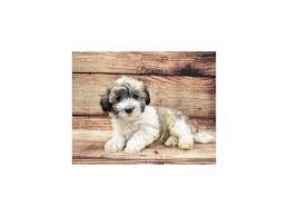 Our havanese angels are family owned by me and my two daughters; Havanese Puppies Petland Jacksonville Florida