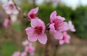 Le gemme a legno si riconoscono in quanto di solito più piccole, strette e appuntite rispetto a quelle riproduttive, più grandi e tondeggianti. Pesca Alberi Da Frutta Alberi In Fiore Triste Fiori Rosa Natura Pianta Alla Corte Di Pikist