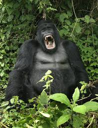 Photos Among World S Most Endangered Animals Most Endangered Animals Endangered Animals Mountain Gorilla