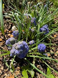 Image result for Rytigynia lewisii