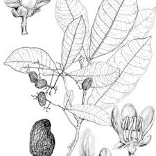 Image result for Octolepis decalepis